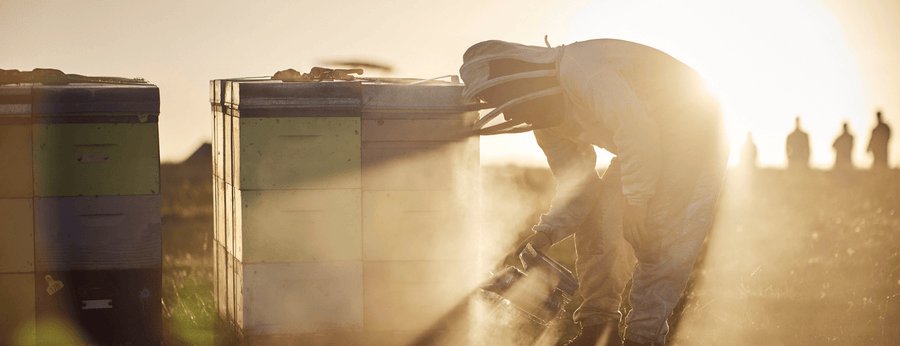 Conservation efforts and sustainable beekeeping practices